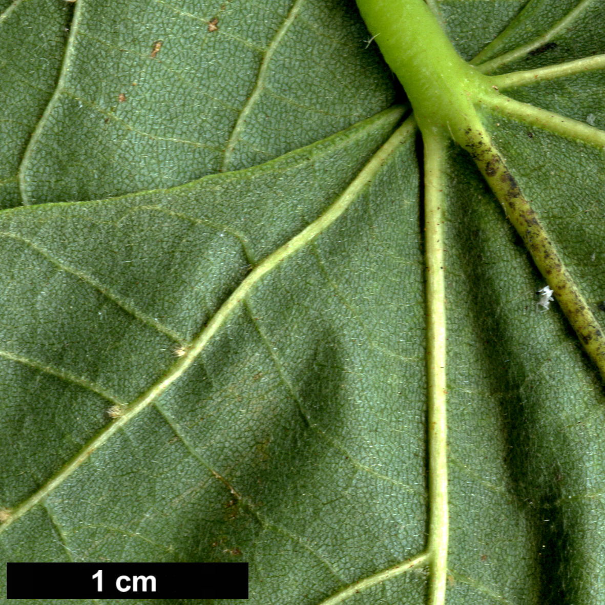 High resolution image: Family: Malvaceae - Genus: Tilia - Taxon: americana - SpeciesSub: var. neglecta